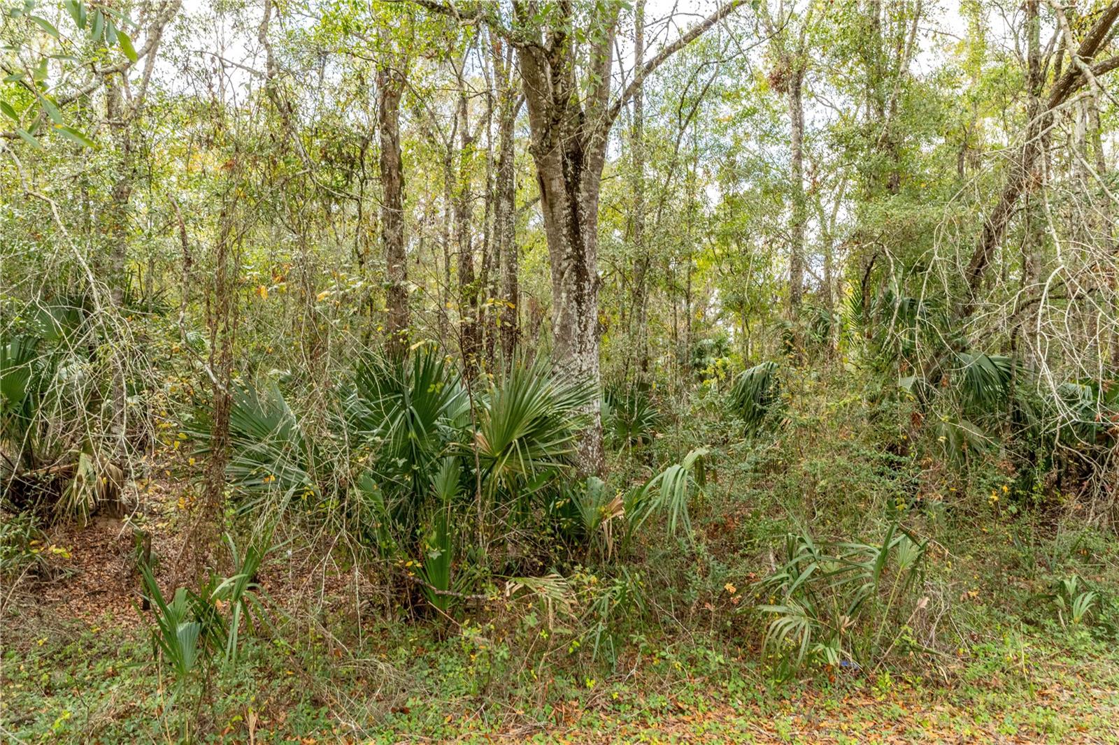 Image 8 of 12 For Lake Lindsey Tract 2 Road