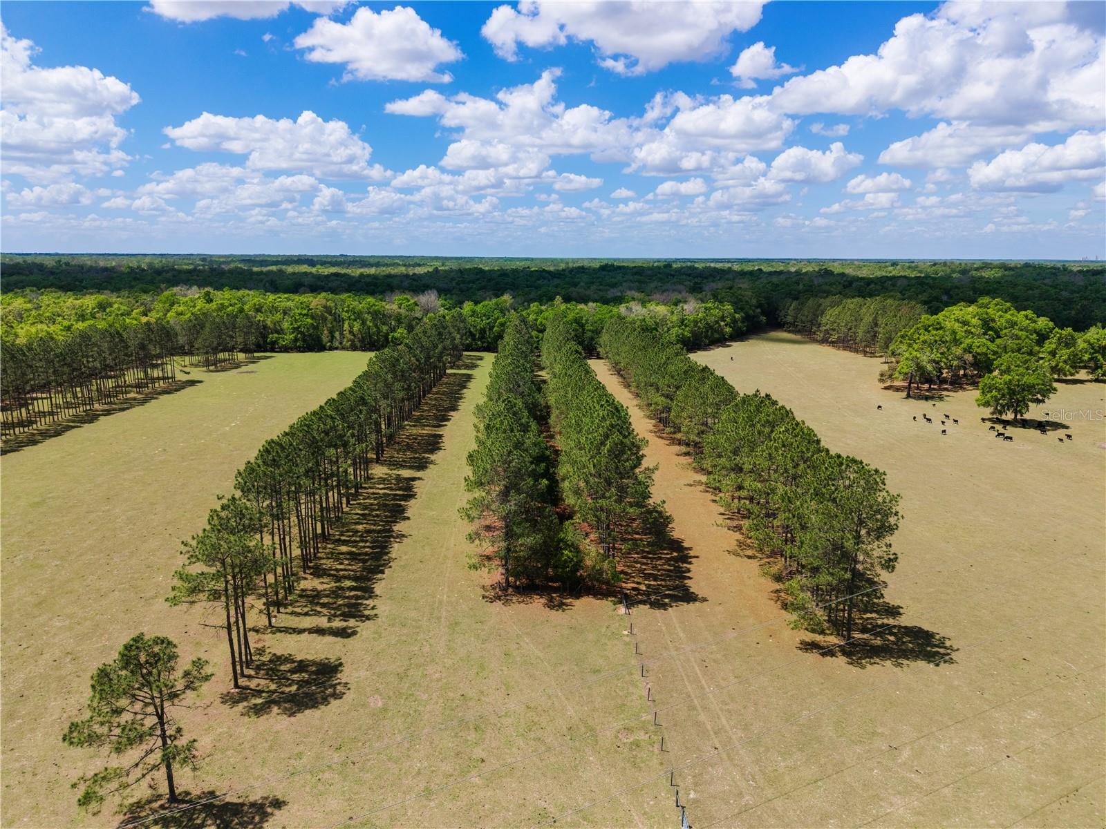 Listing photo id 46 for 4639 Wilson Springs Road