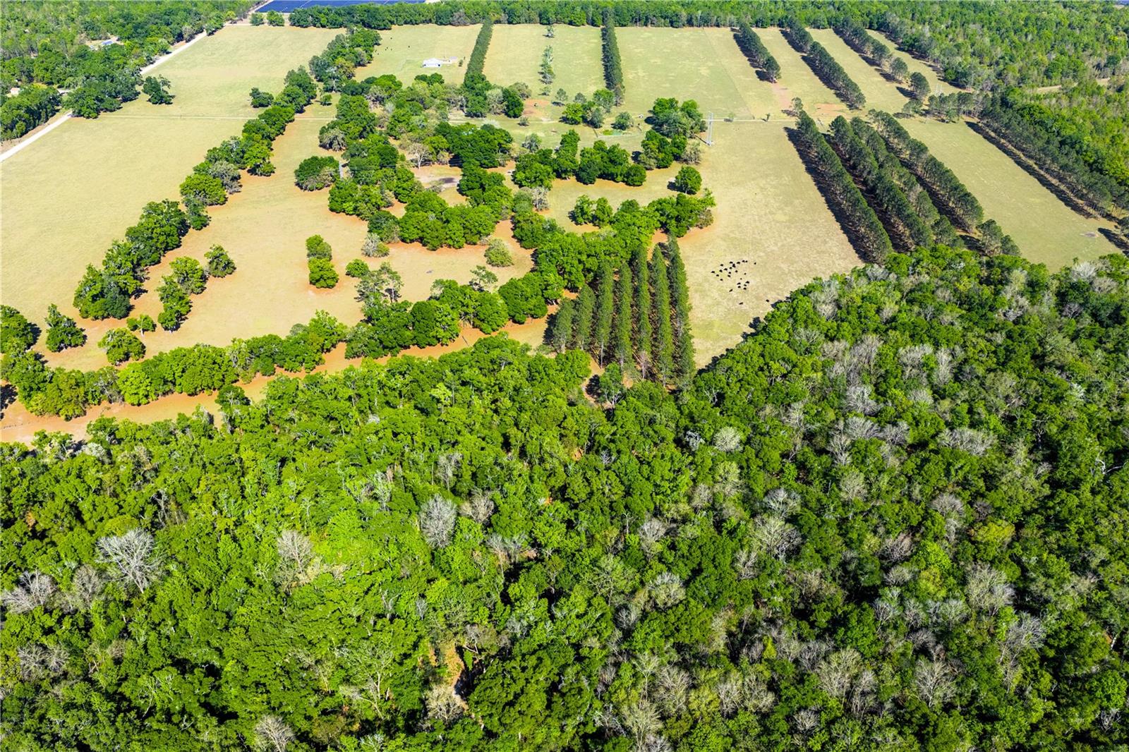 Listing photo id 53 for 4639 Wilson Springs Road