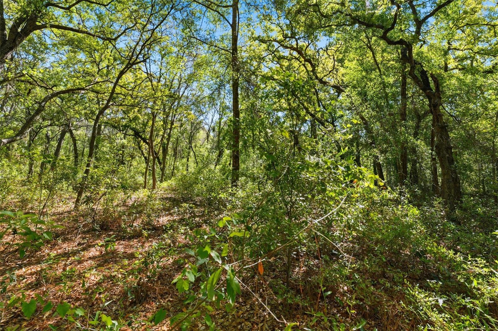 Image 10 of 13 For 0 Coyote Road