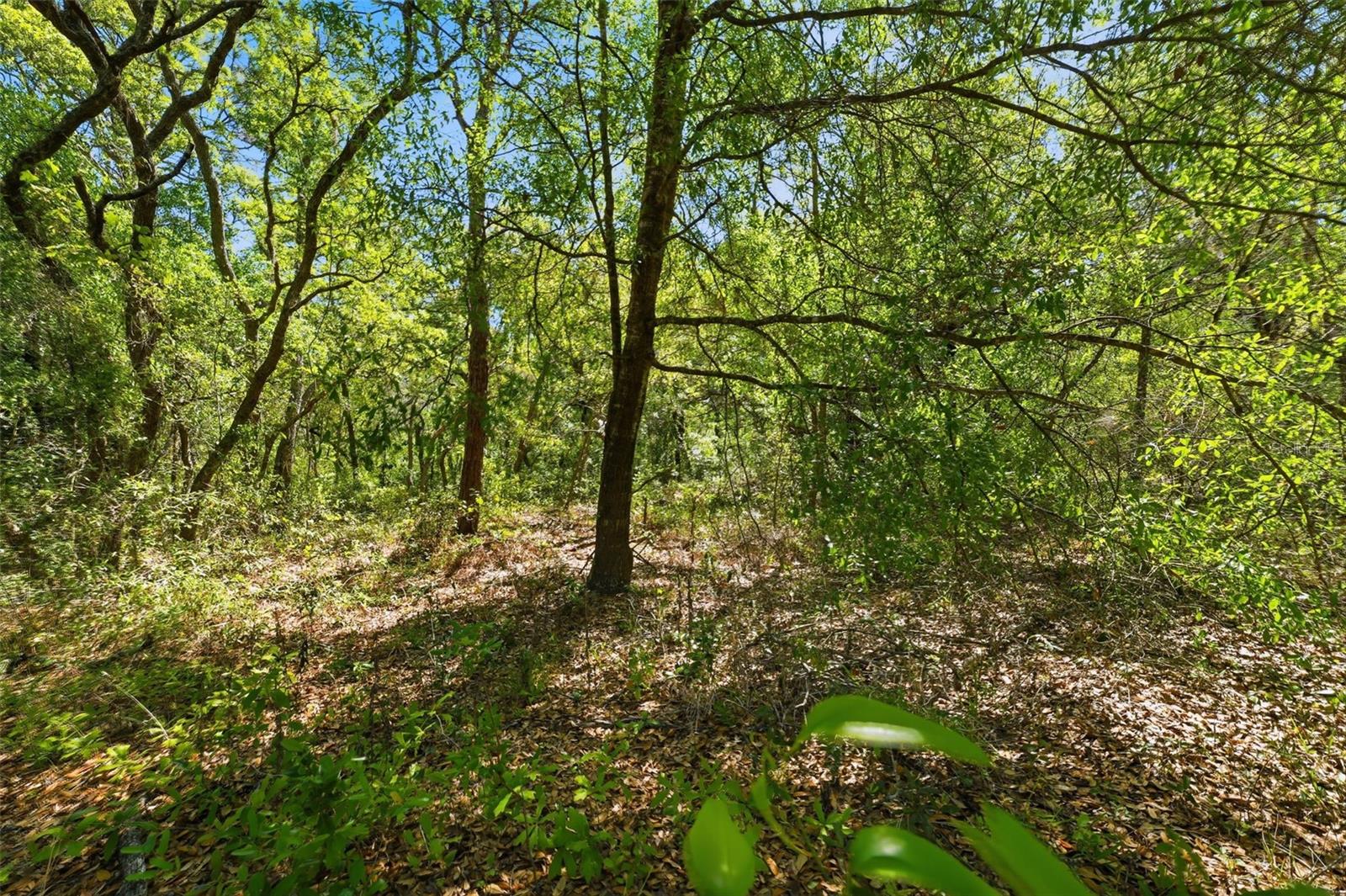 Image 11 of 13 For 0 Coyote Road