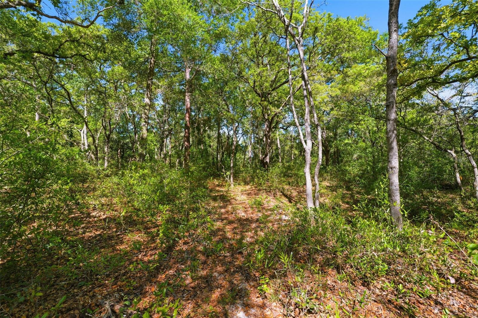 Image 12 of 13 For 0 Coyote Road