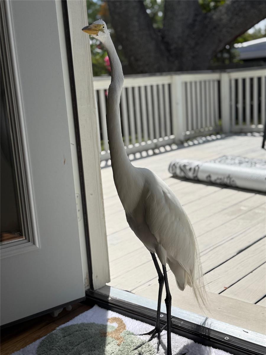 Image 28 of 28 For 519 Norfolk Street