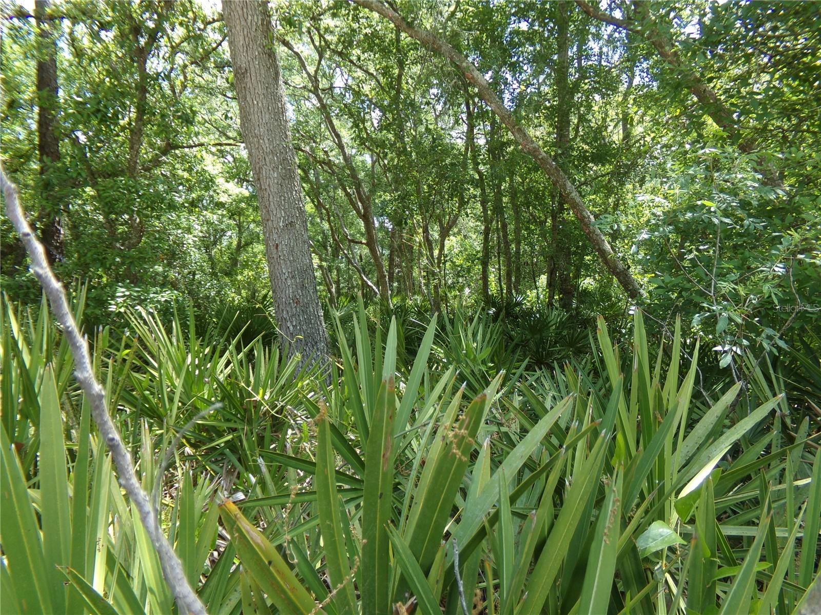 Image 2 of 14 For 00 Cashew Drive