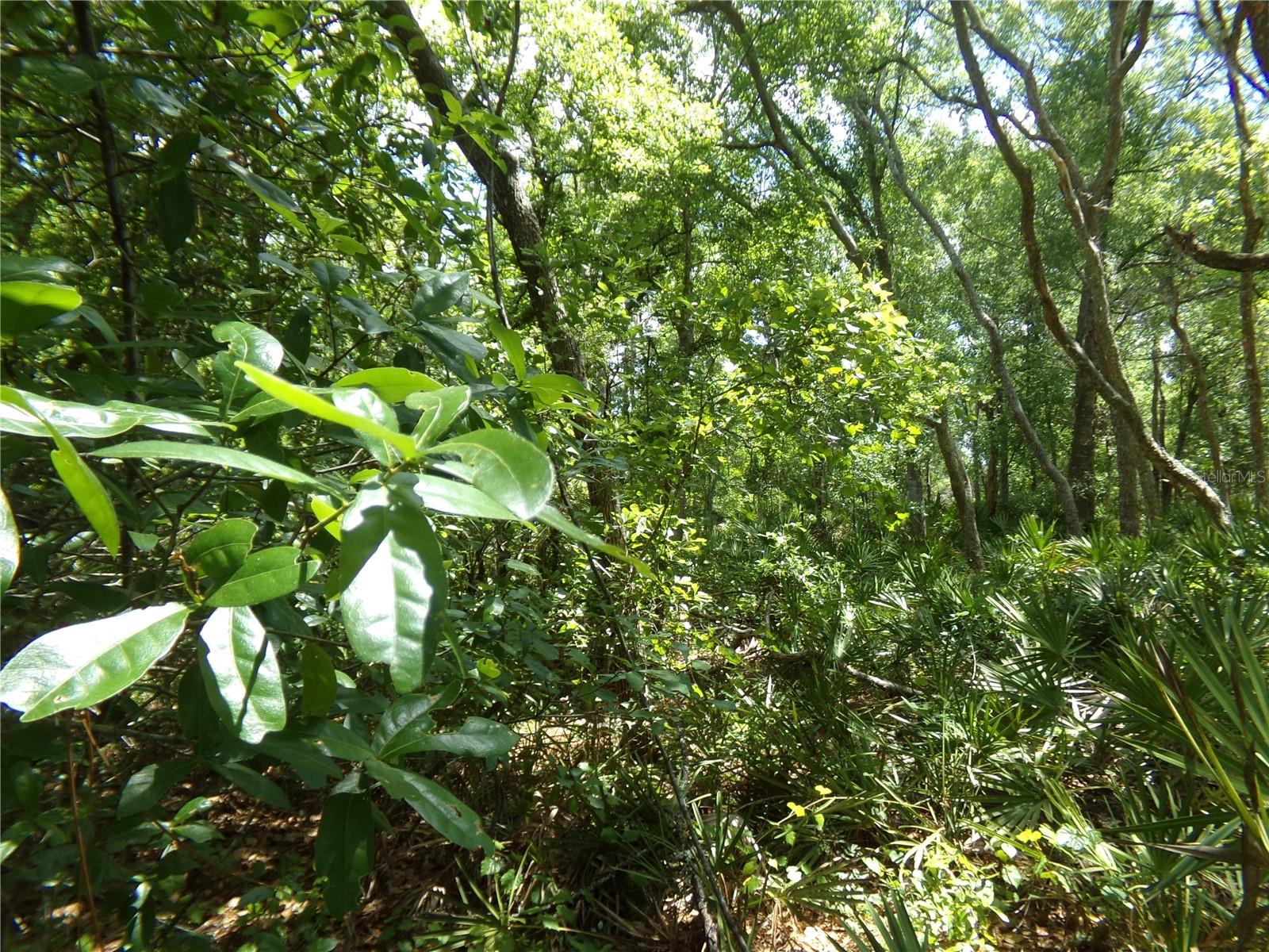 Image 3 of 14 For 00 Cashew Drive