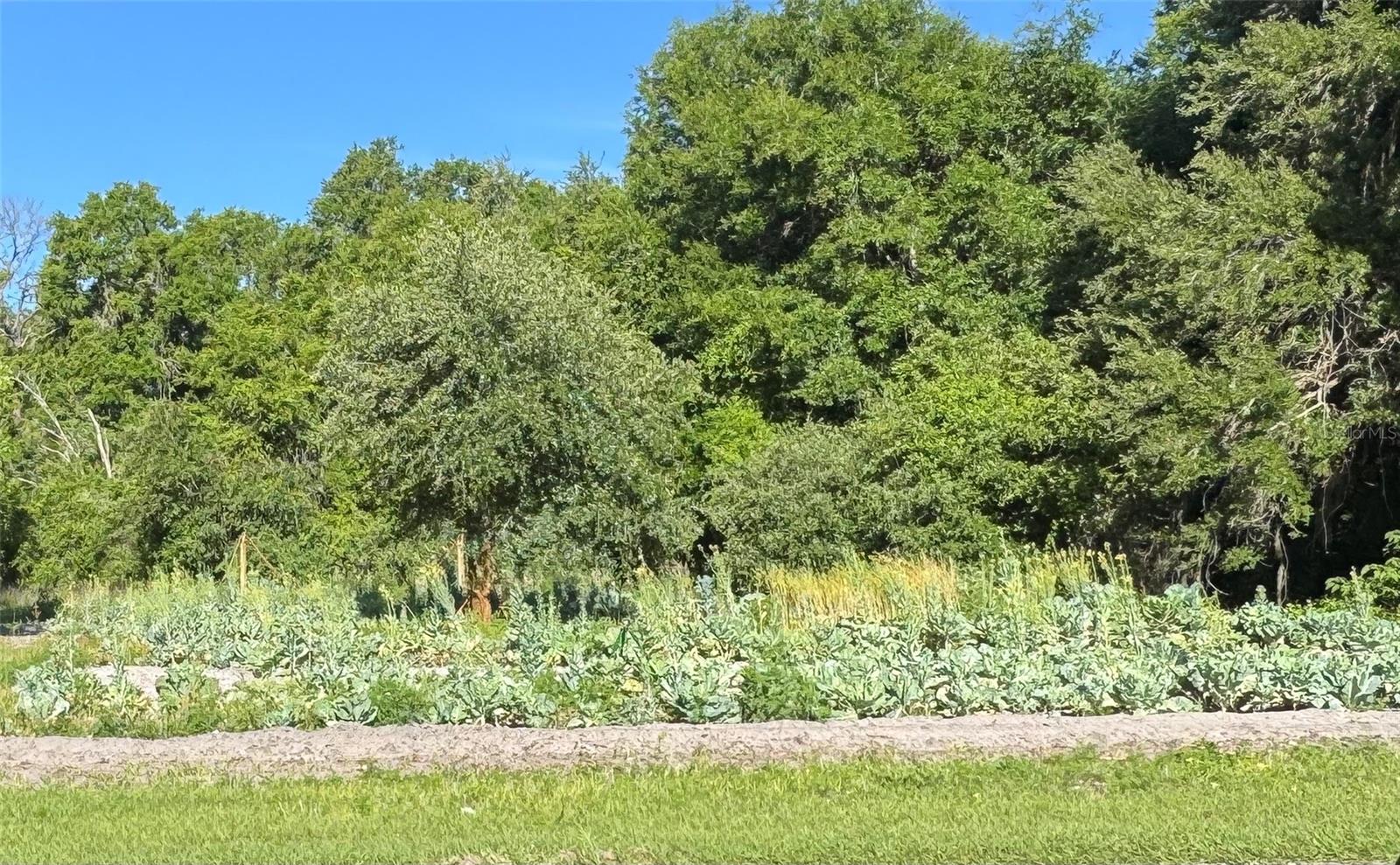 Details for 00 County Road 213, WILDWOOD, FL 34785