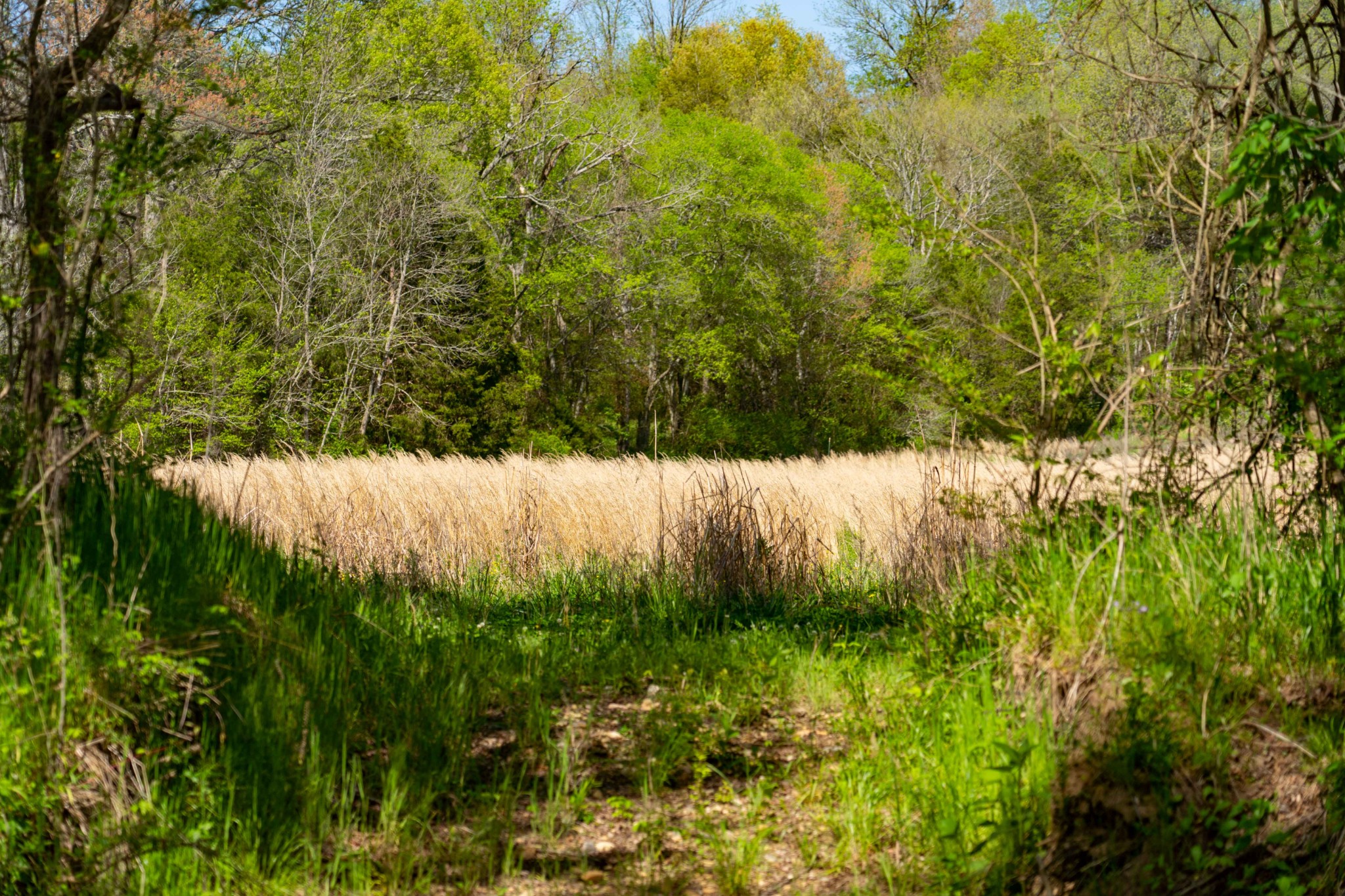 Image 13 of 45 For 0 Pee Dee Branch Rd