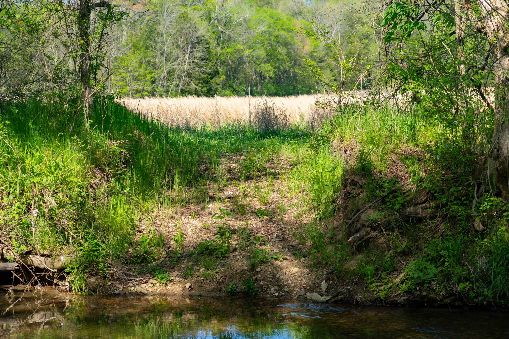 Image 16 of 45 For 0 Pee Dee Branch Rd