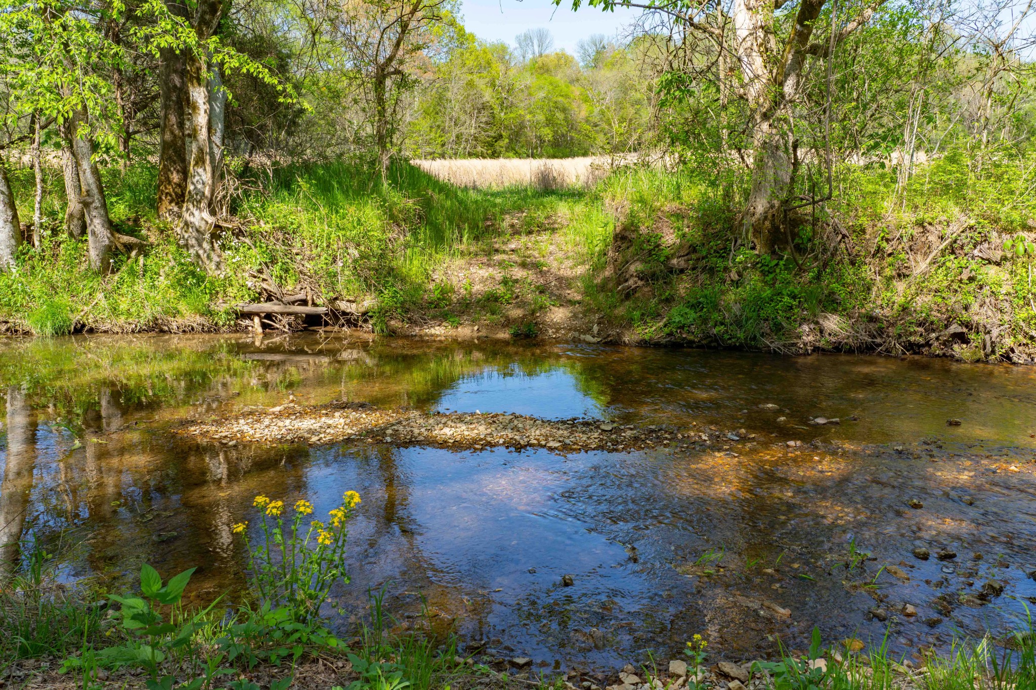 Image 9 of 45 For 0 Pee Dee Branch Rd