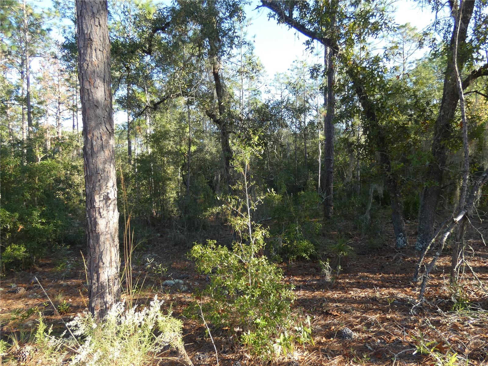 Image 6 of 17 For Lot 31 93 Lane Rd  Dunnellon