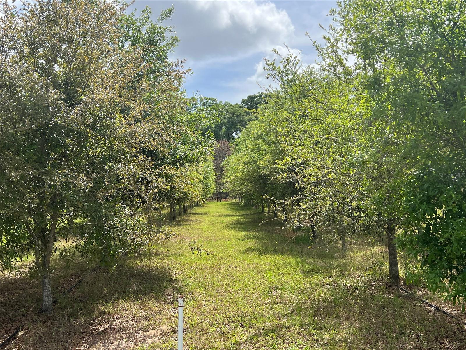 Details for 300 Highway 316, CITRA, FL 32113