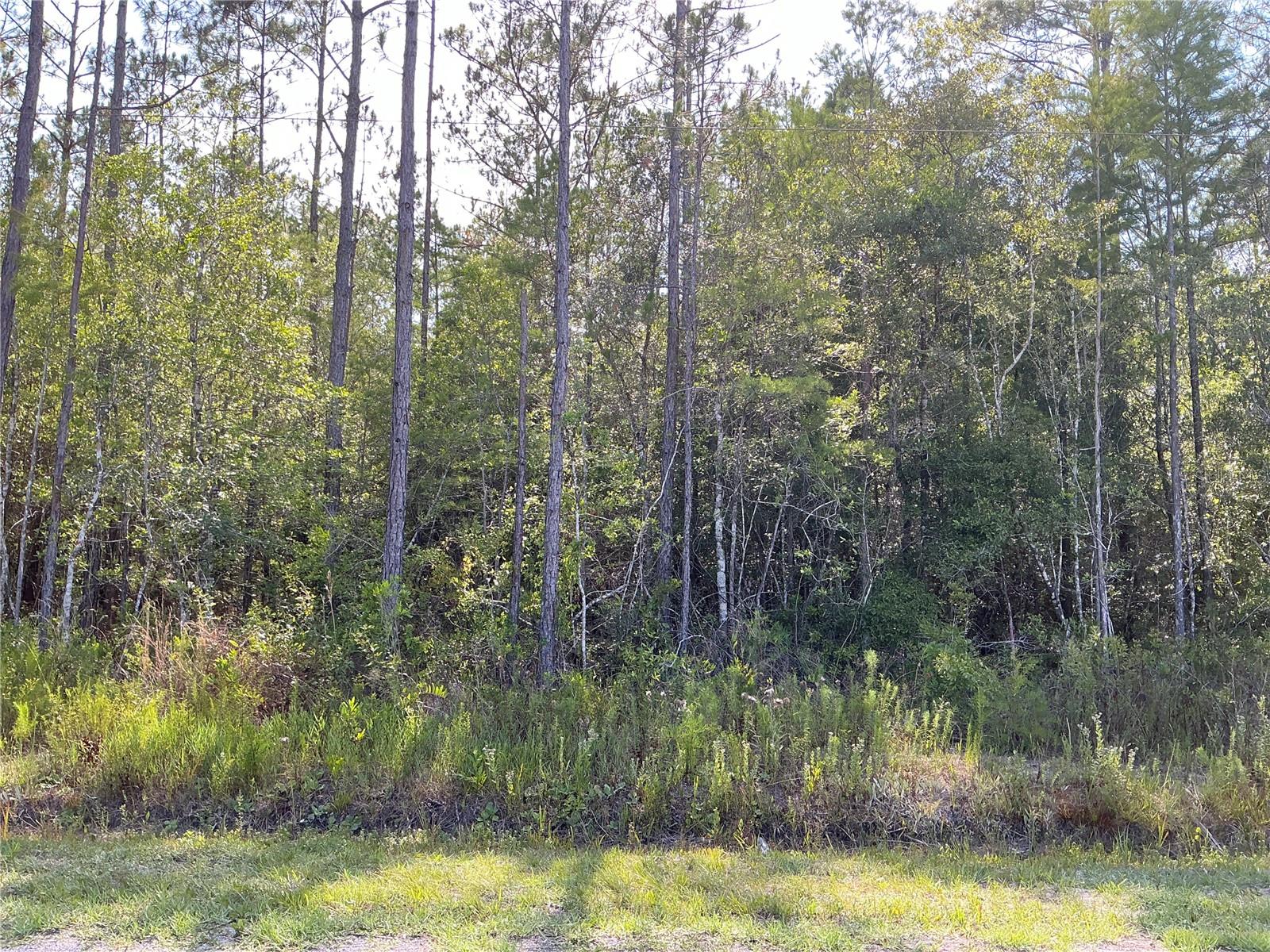 Details for Tbd Lot 1 Crotty Avenue, HASTINGS, FL 32145