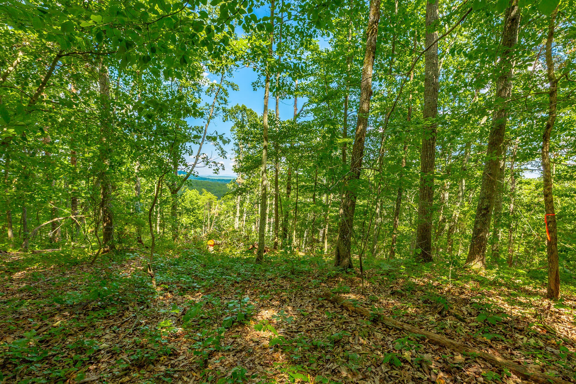 Image 3 of 15 For 3129 Canopy Oak Boulevard