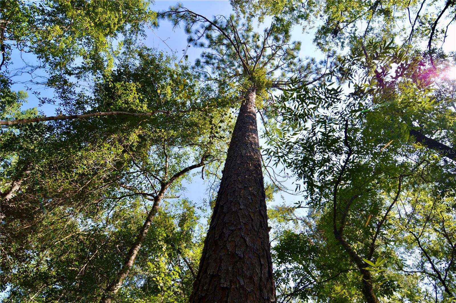 Image 17 of 61 For Fl Camp Site Road