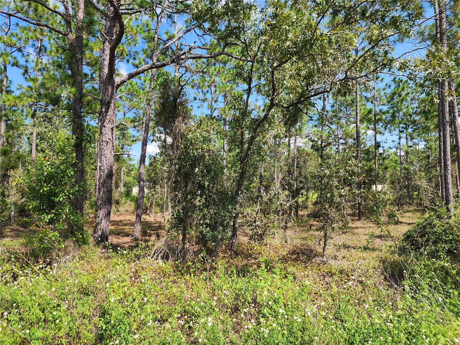 Details for Tbd Ridgewood Road, DUNNELLON, FL 34431