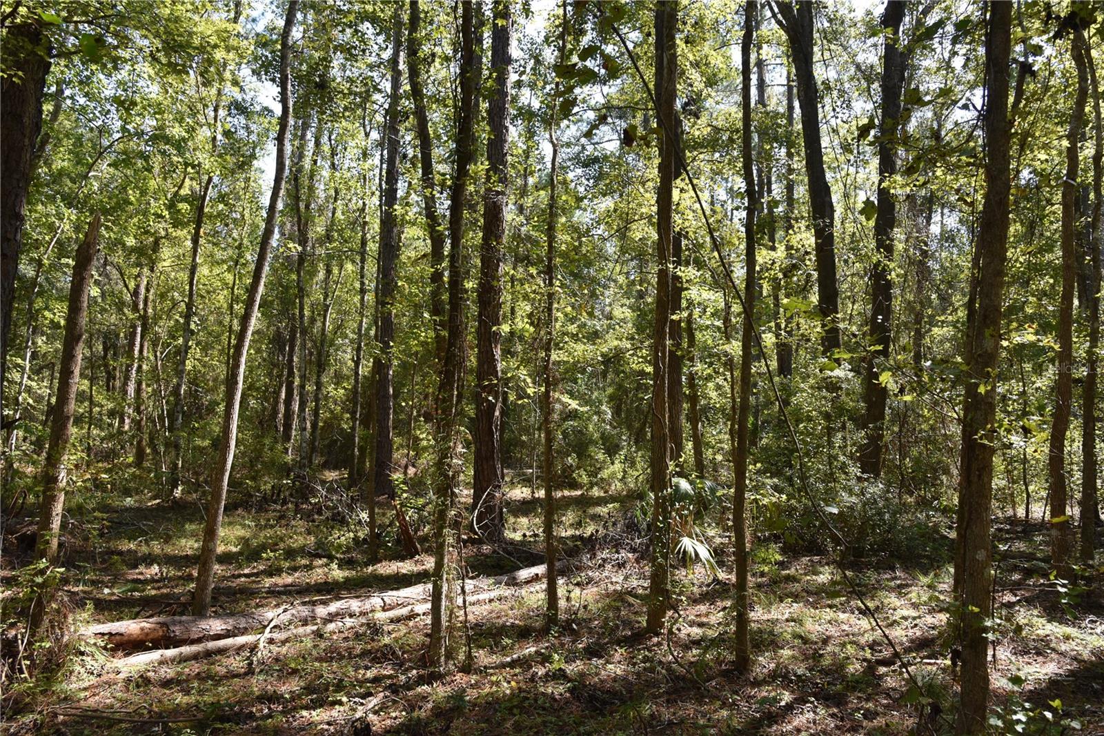 Image 13 of 31 For  24th Avenue 