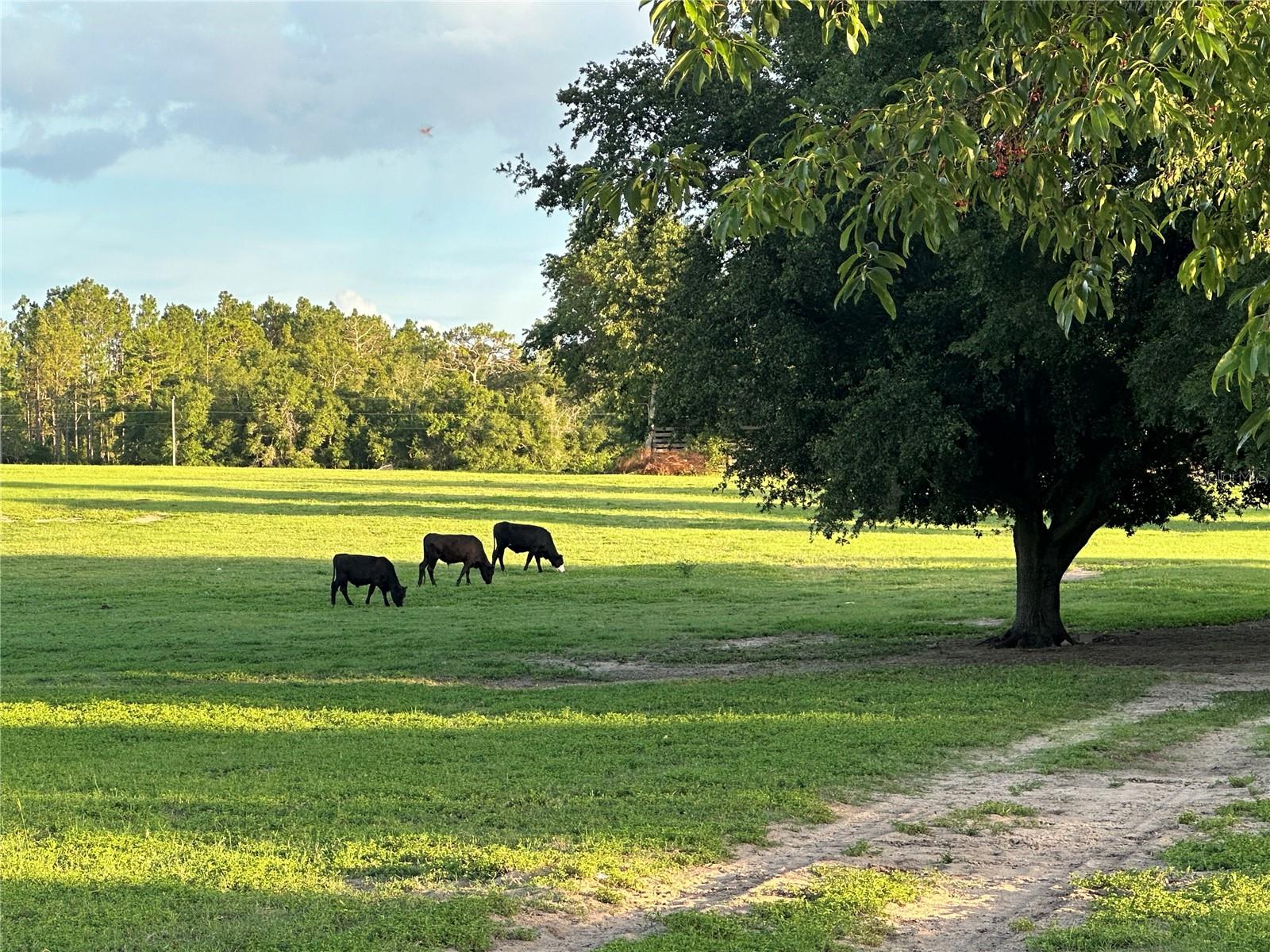 Image 6 of 47 For 3251 County Road 337