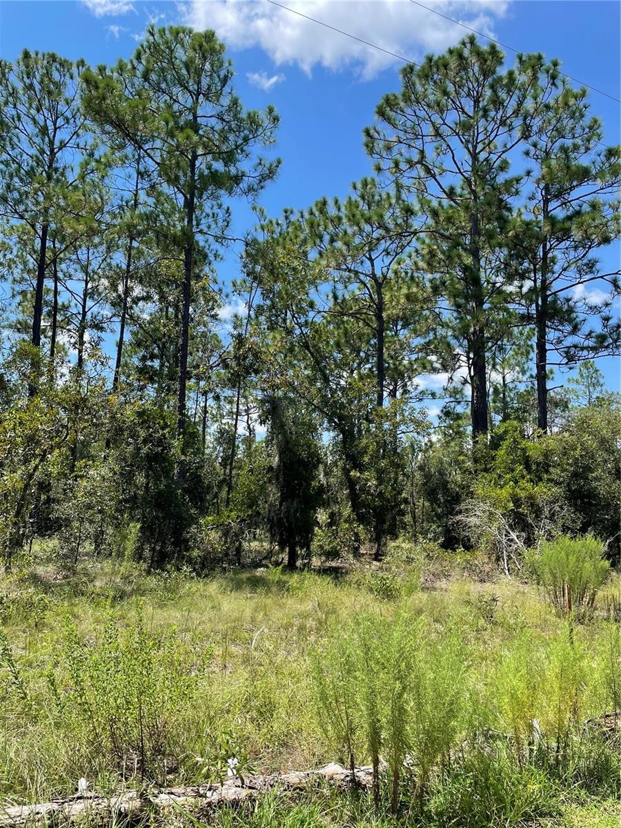 Image 7 of 10 For Tbd Sw Obee Ridge Rd