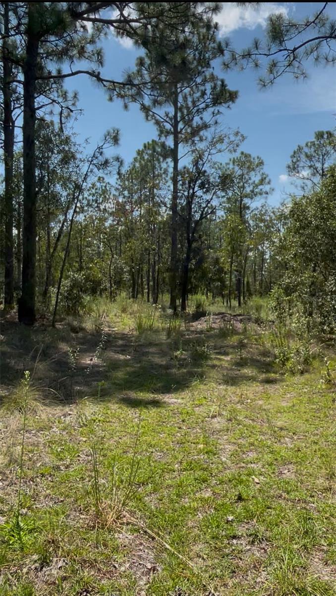 Image 9 of 10 For Tbd Sw Obee Ridge Rd