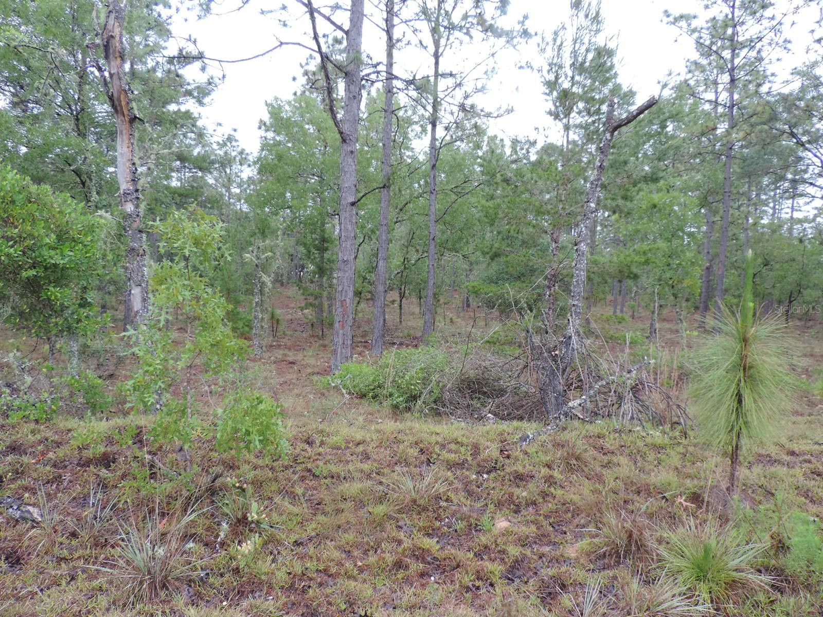 Details for Tbd Pony Ridge, DUNNELLON, FL 34431