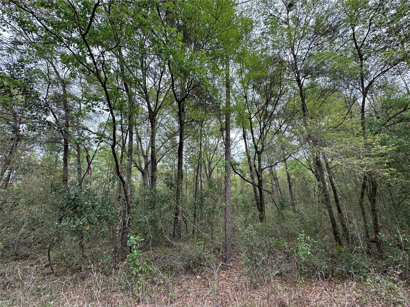 Image 5 of 5 For Tbd 154th Avenue