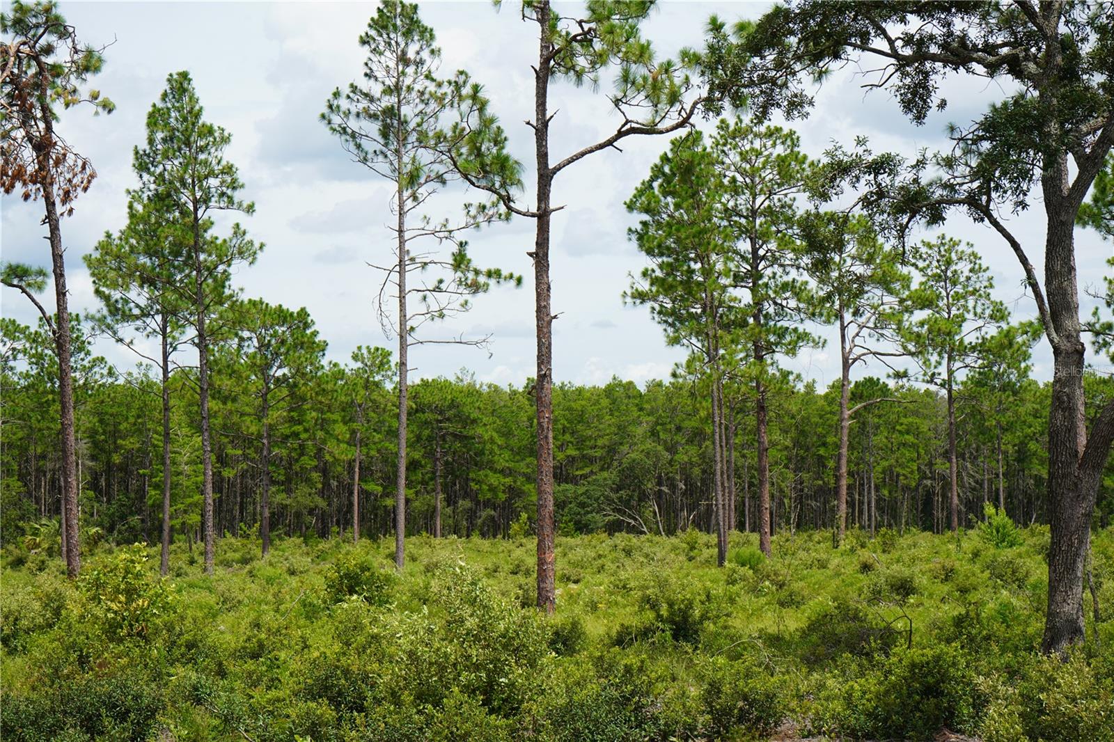 Image 21 of 28 For State Road 121 Lot A