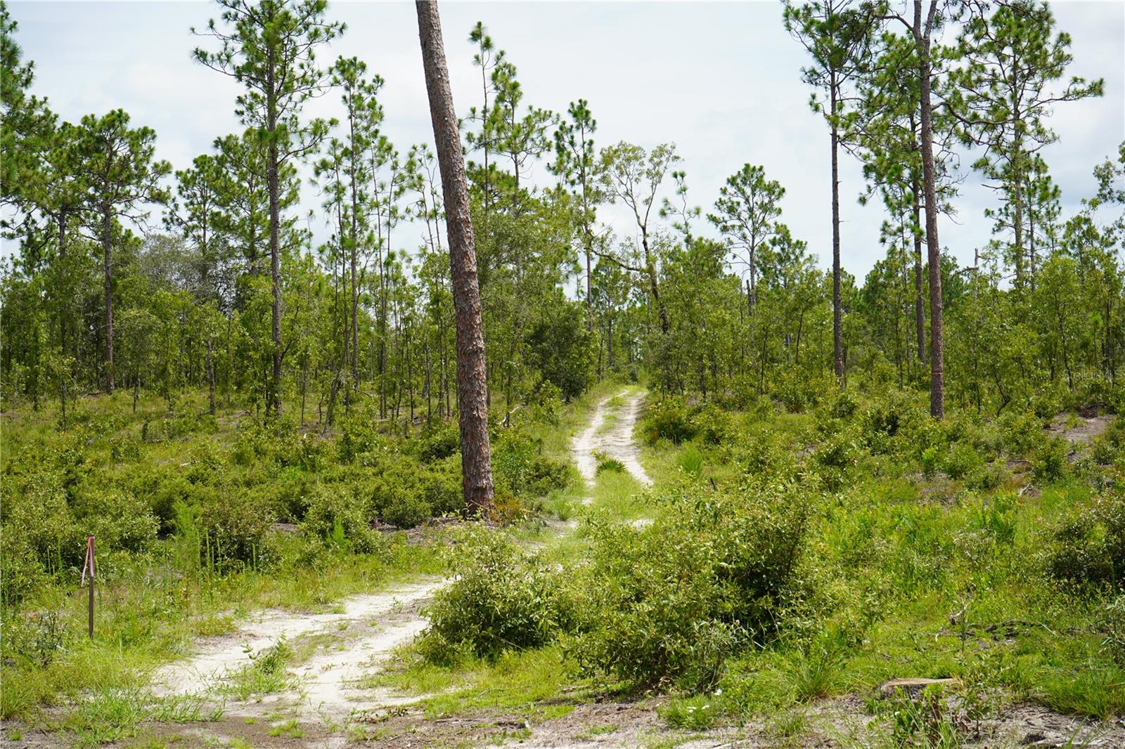 Image 25 of 28 For State Road 121 Lot A