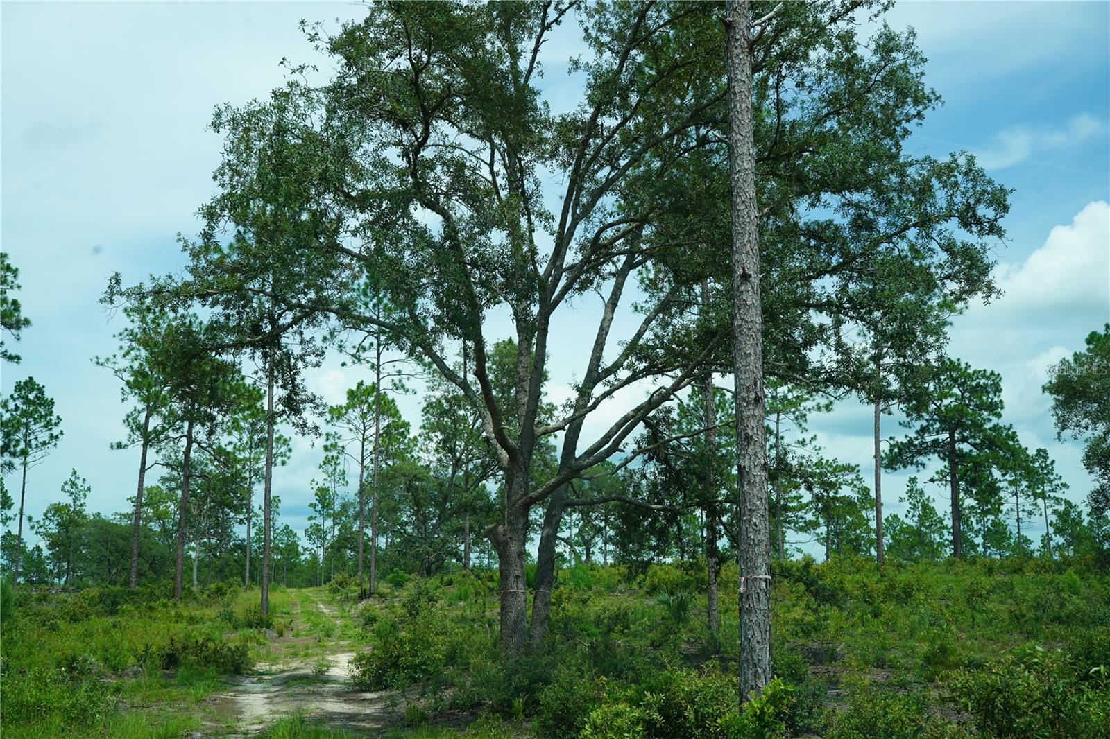 Image 11 of 27 For State Road 121 Lot D