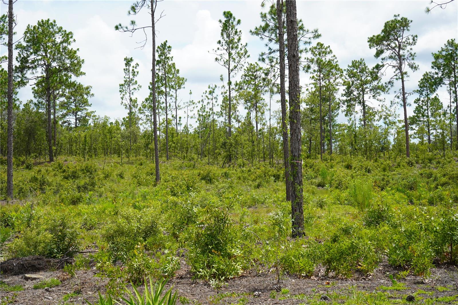 Image 22 of 27 For State Road 121 Lot D