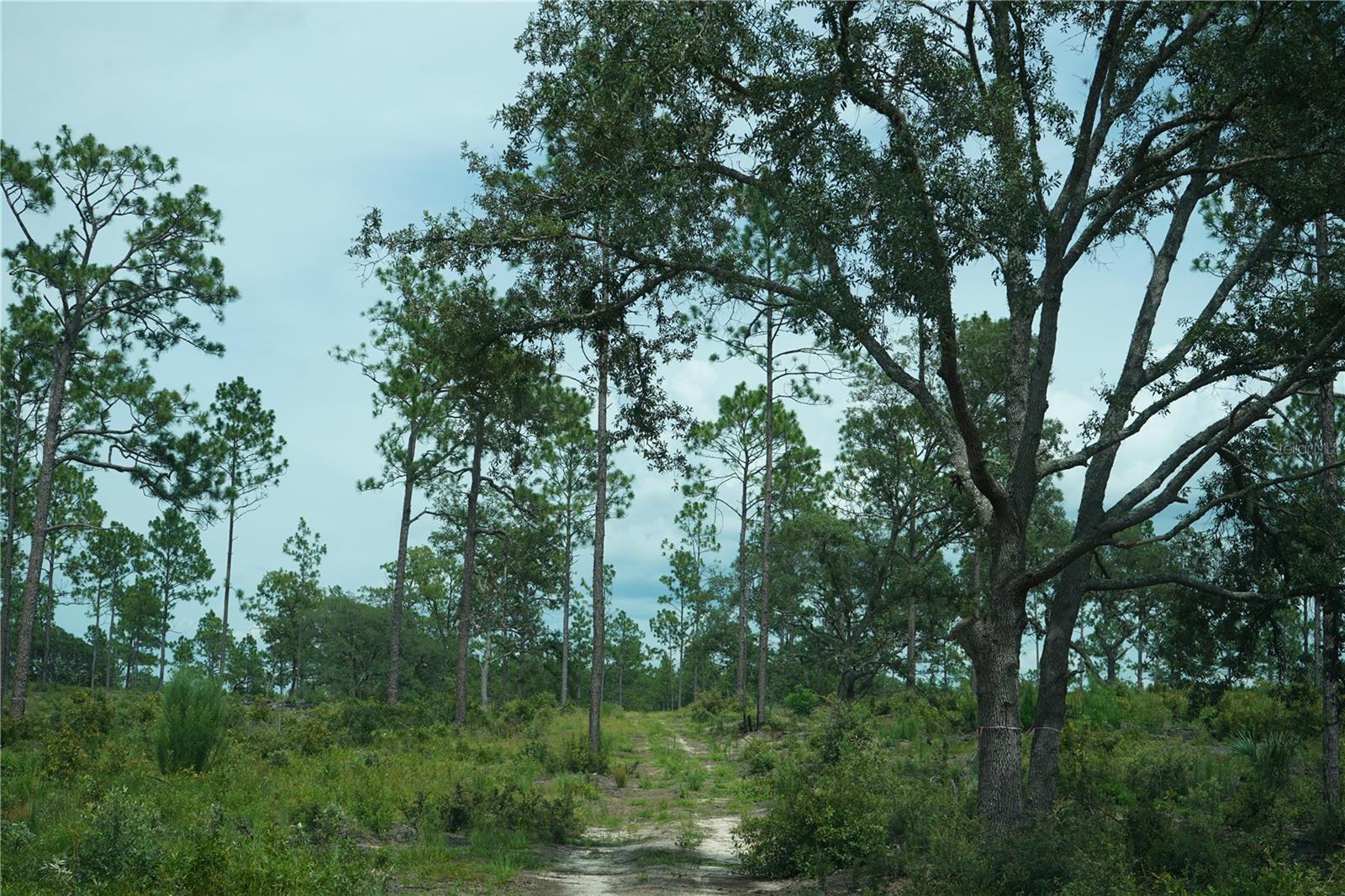 Image 12 of 22 For State Road 121 Lot C