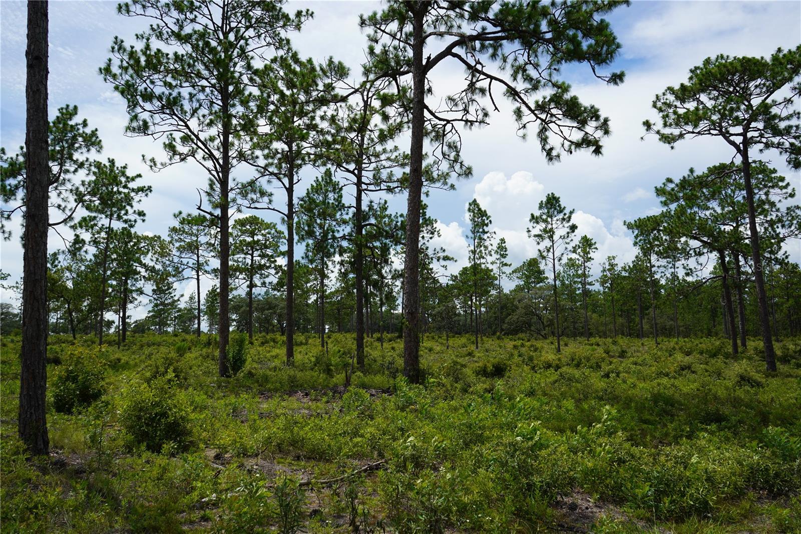 Image 14 of 22 For State Road 121 Lot C