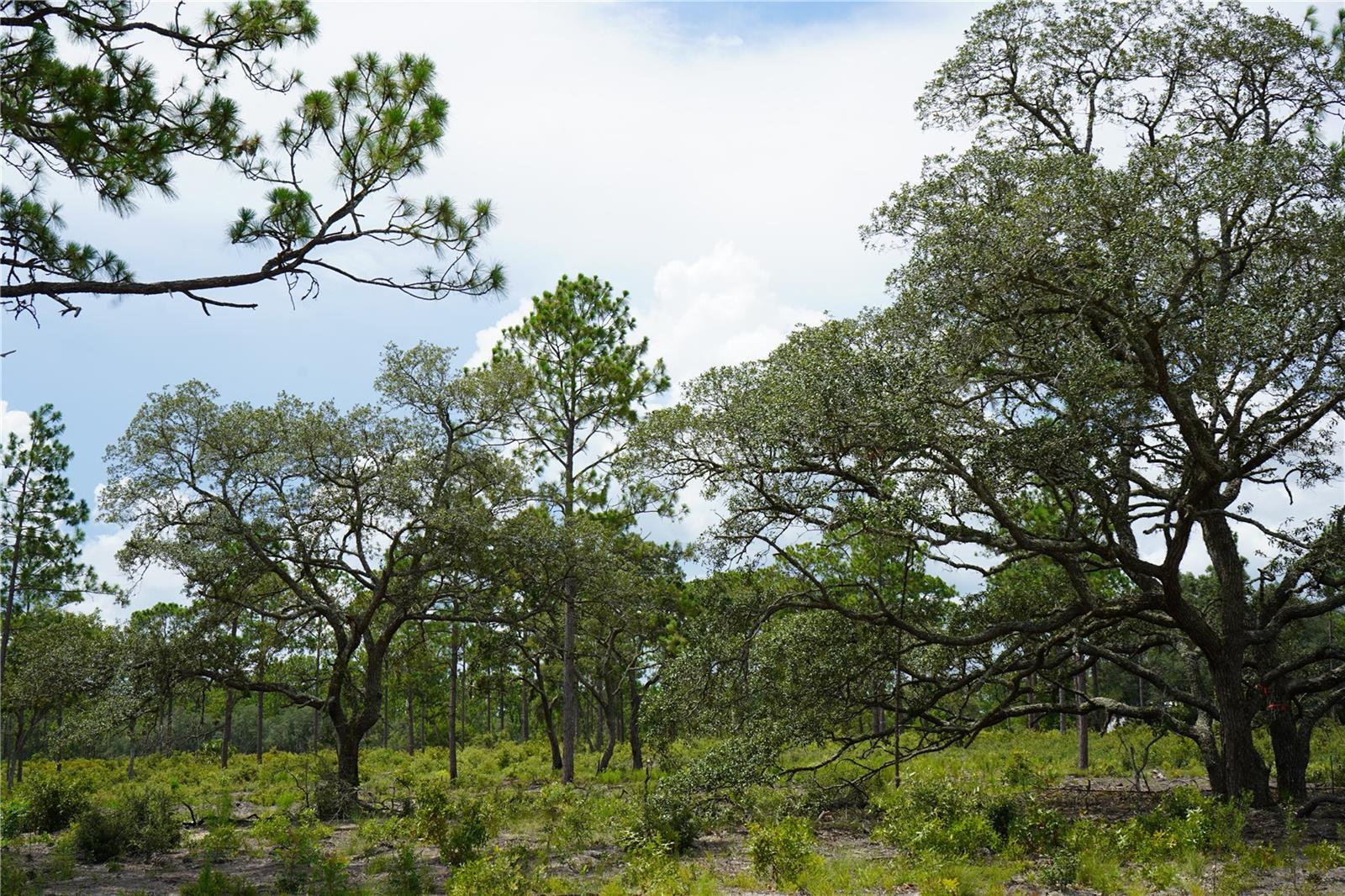 Image 17 of 22 For State Road 121 Lot C