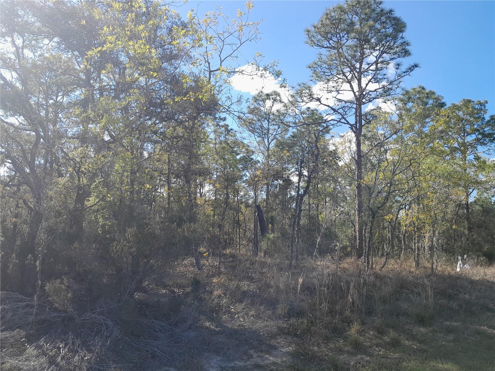 Image 4 of 6 For Tbd 150th Avenue