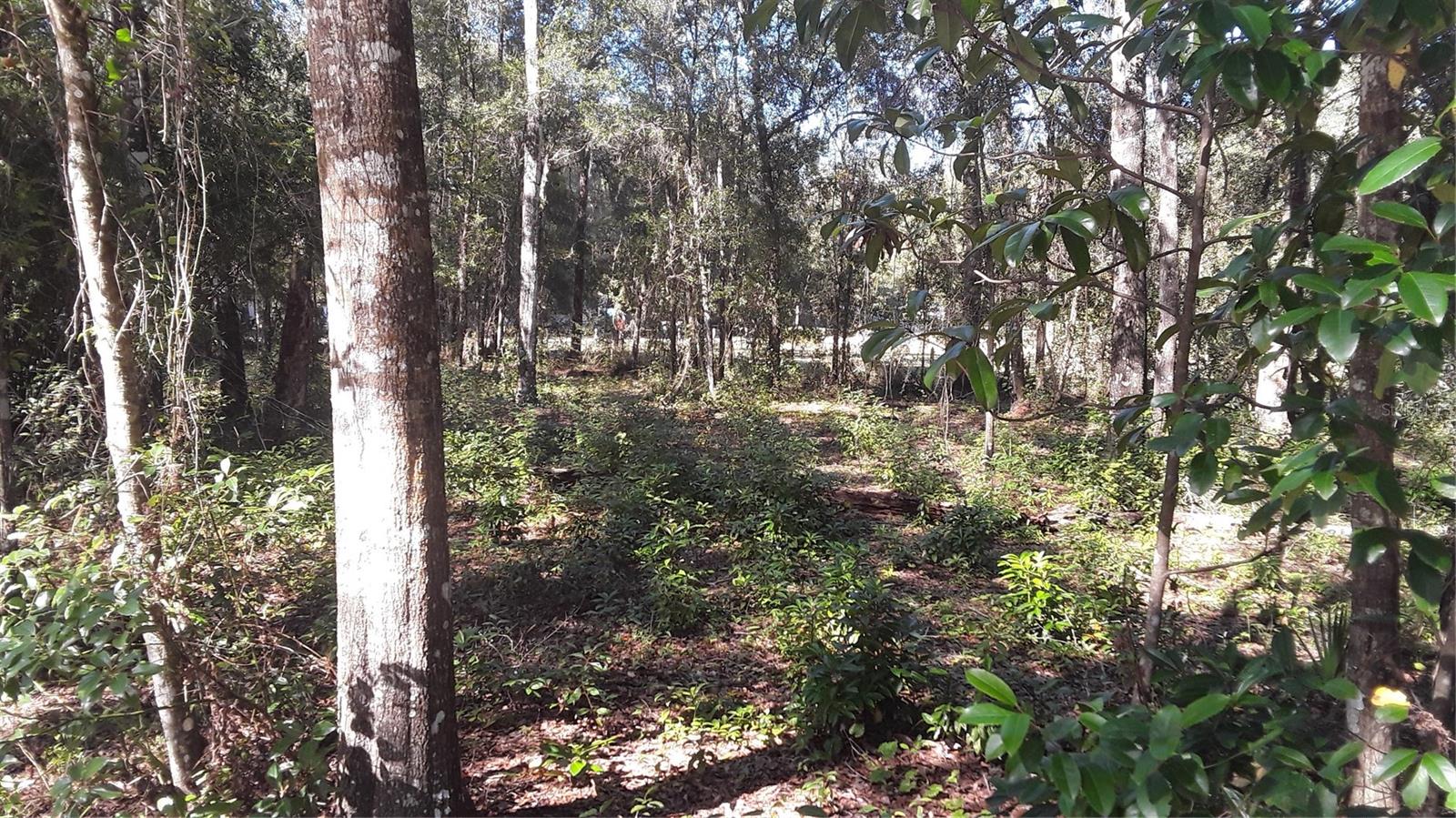 Listing Details for Beaverhead Street, ALFORD, FL 32420