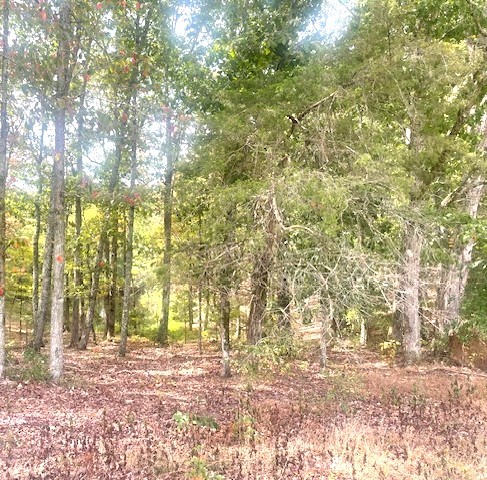 Image 4 of 21 For 150th Ave Road Lot 3