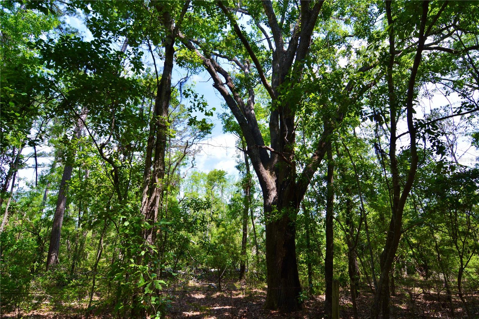 Image 21 of 34 For Oviedo Trail
