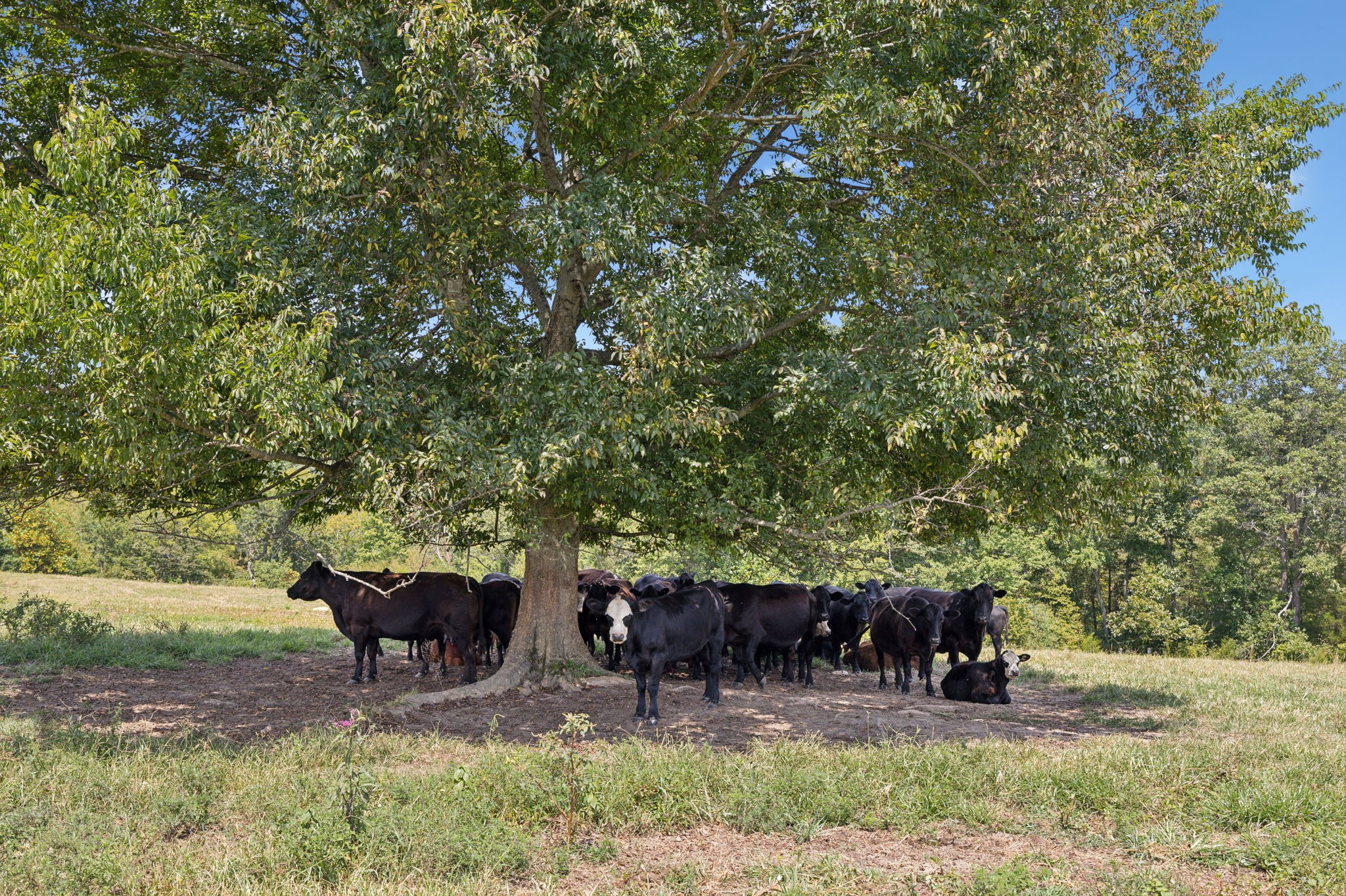 Image 9 of 57 For 1 N Lick Creek Rd