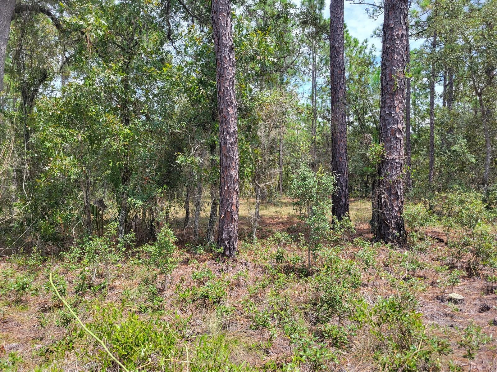 Details for 000 Ridgewood Drive, DUNNELLON, FL 34431