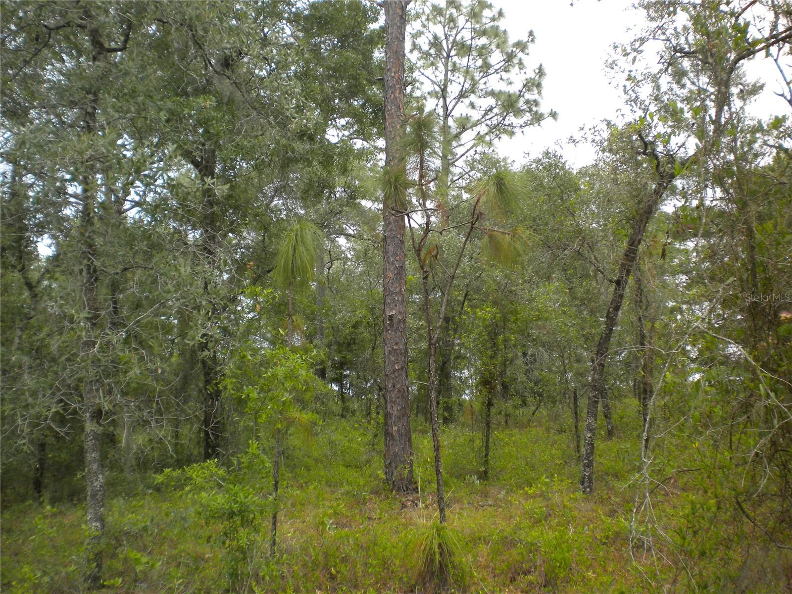 Image 18 of 18 For Blk 25 Lot 16 Buena Vista Road