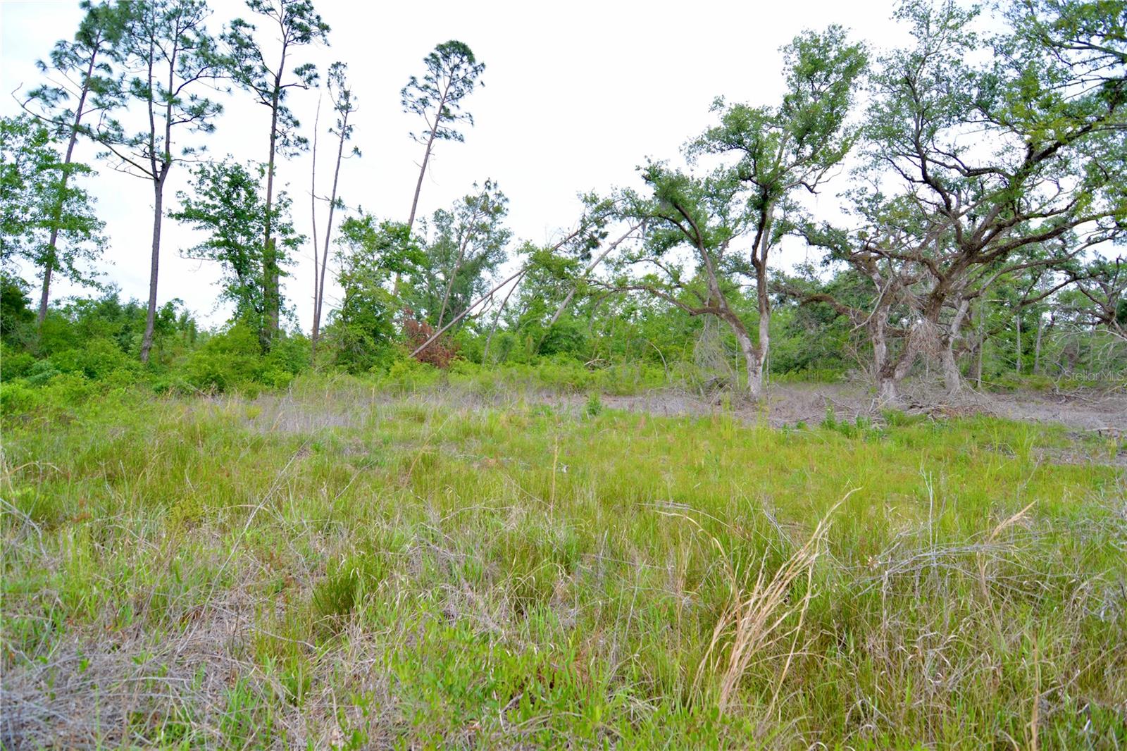 Image 31 of 39 For 00 Cr-53  