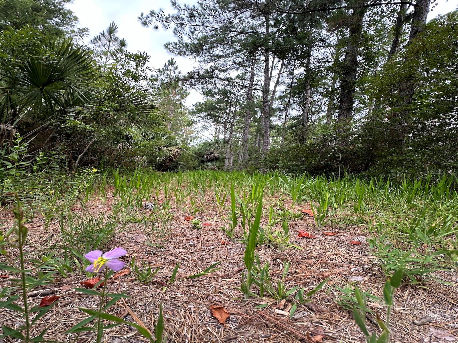 Image 22 of 28 For Tbd 105th Street