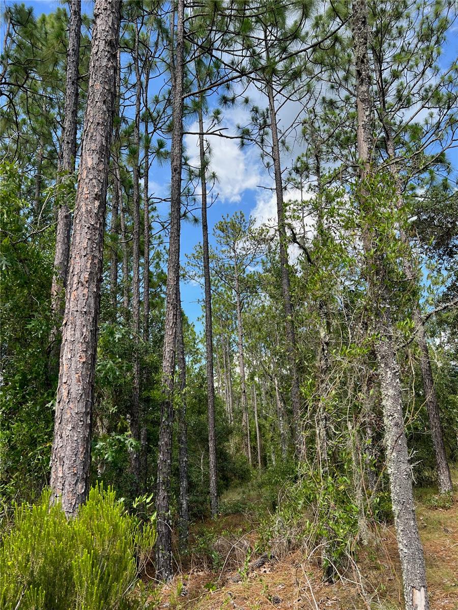 Details for 000 138 Avenue, WILLISTON, FL 32696