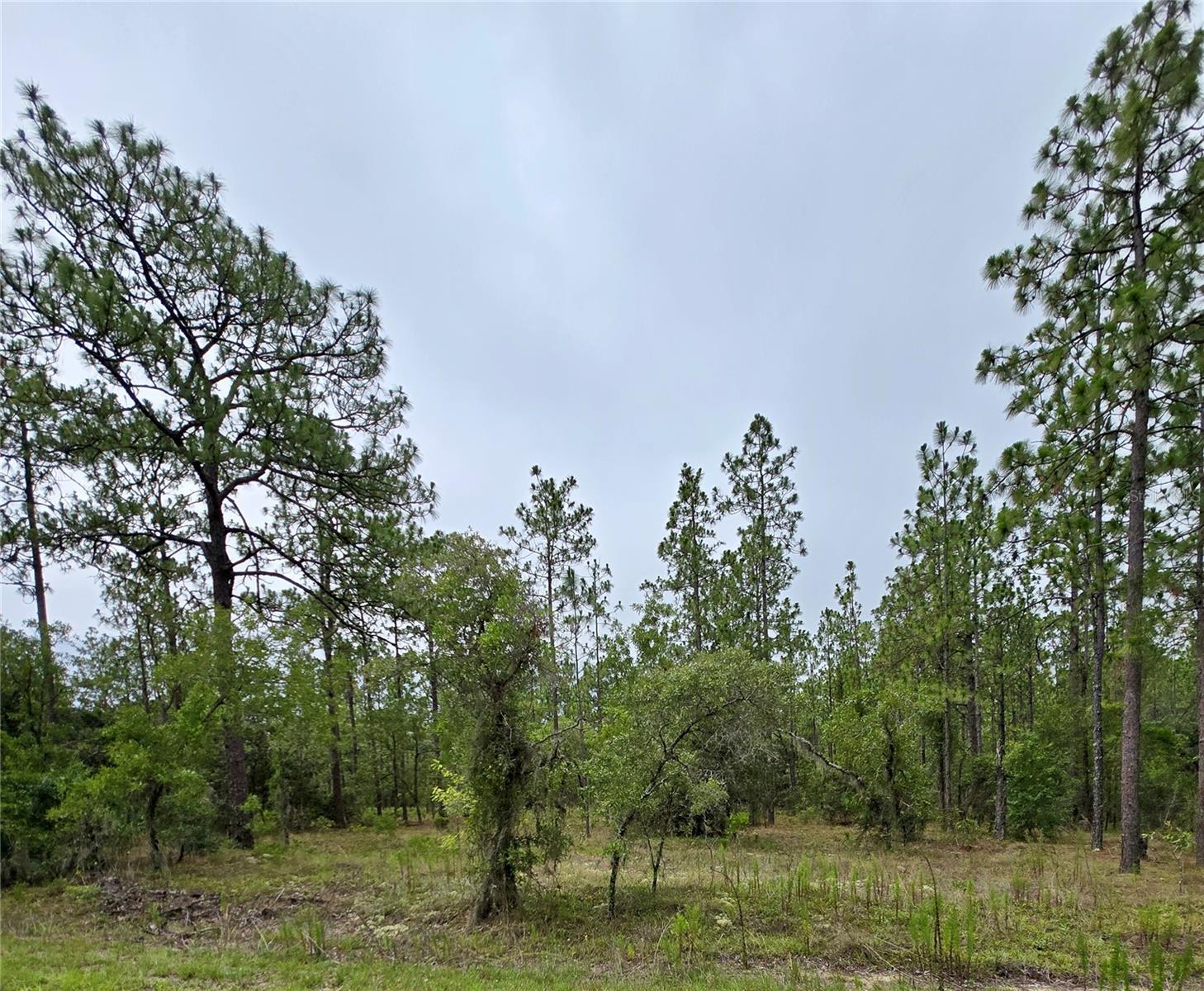 Image 2 of 5 For 0 Nw Water Oak Avenue