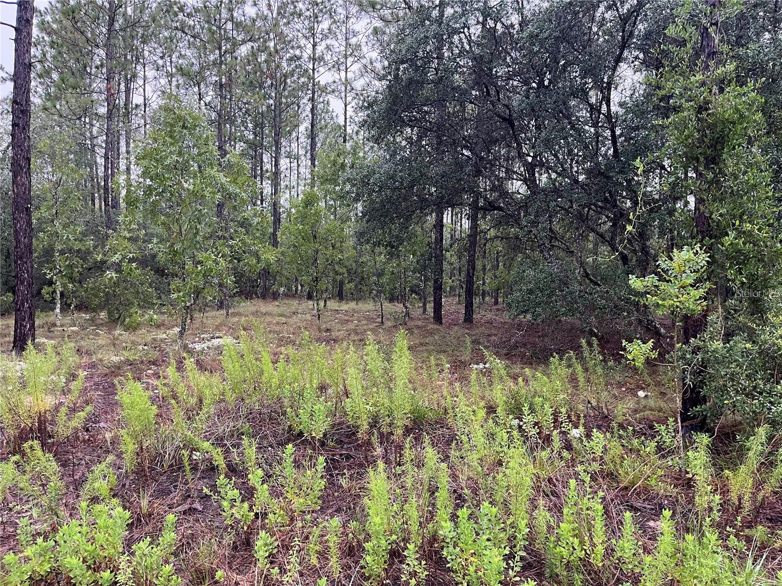 Details for Lot 12 136th Avenue, DUNNELLON, FL 34431