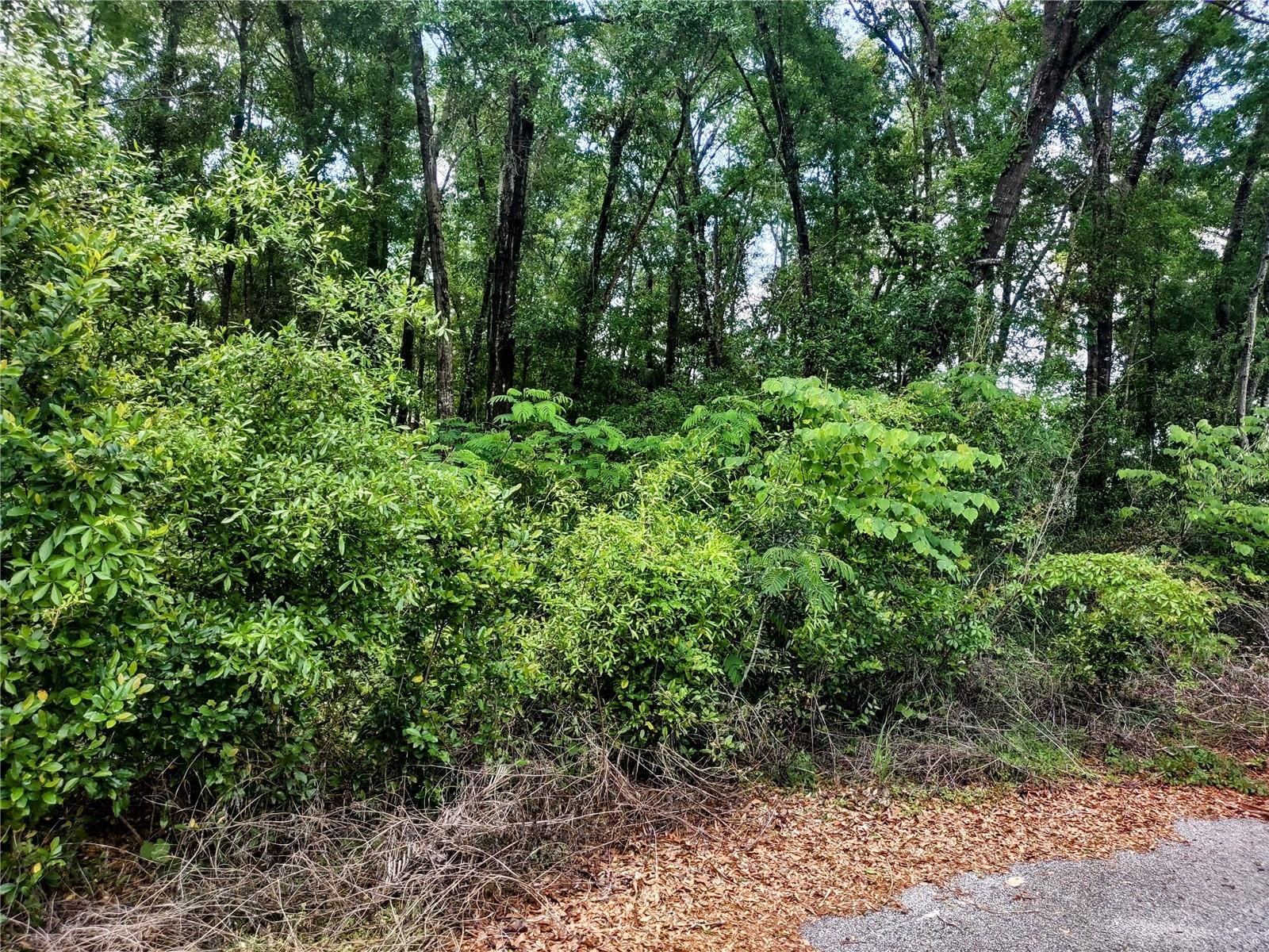 Details for Tbd 12th Lane, WILLISTON, FL 32696
