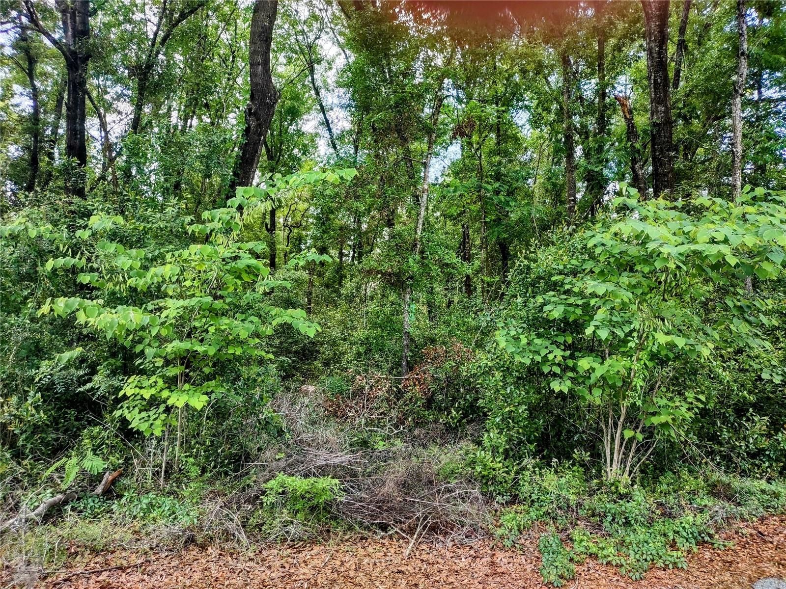 Image 5 of 5 For Tbd 12th Lane