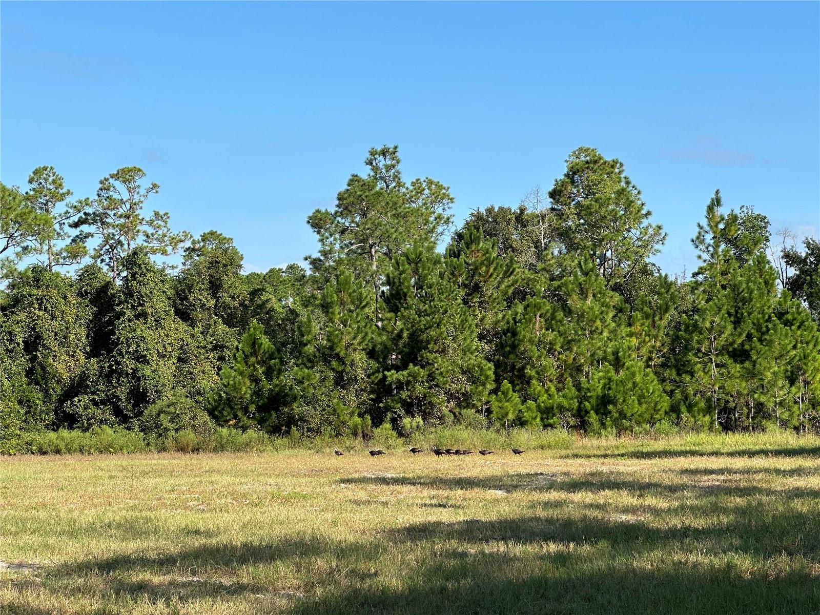 Image 5 of 8 For Lot 2 - 10.75ac Hwy 318