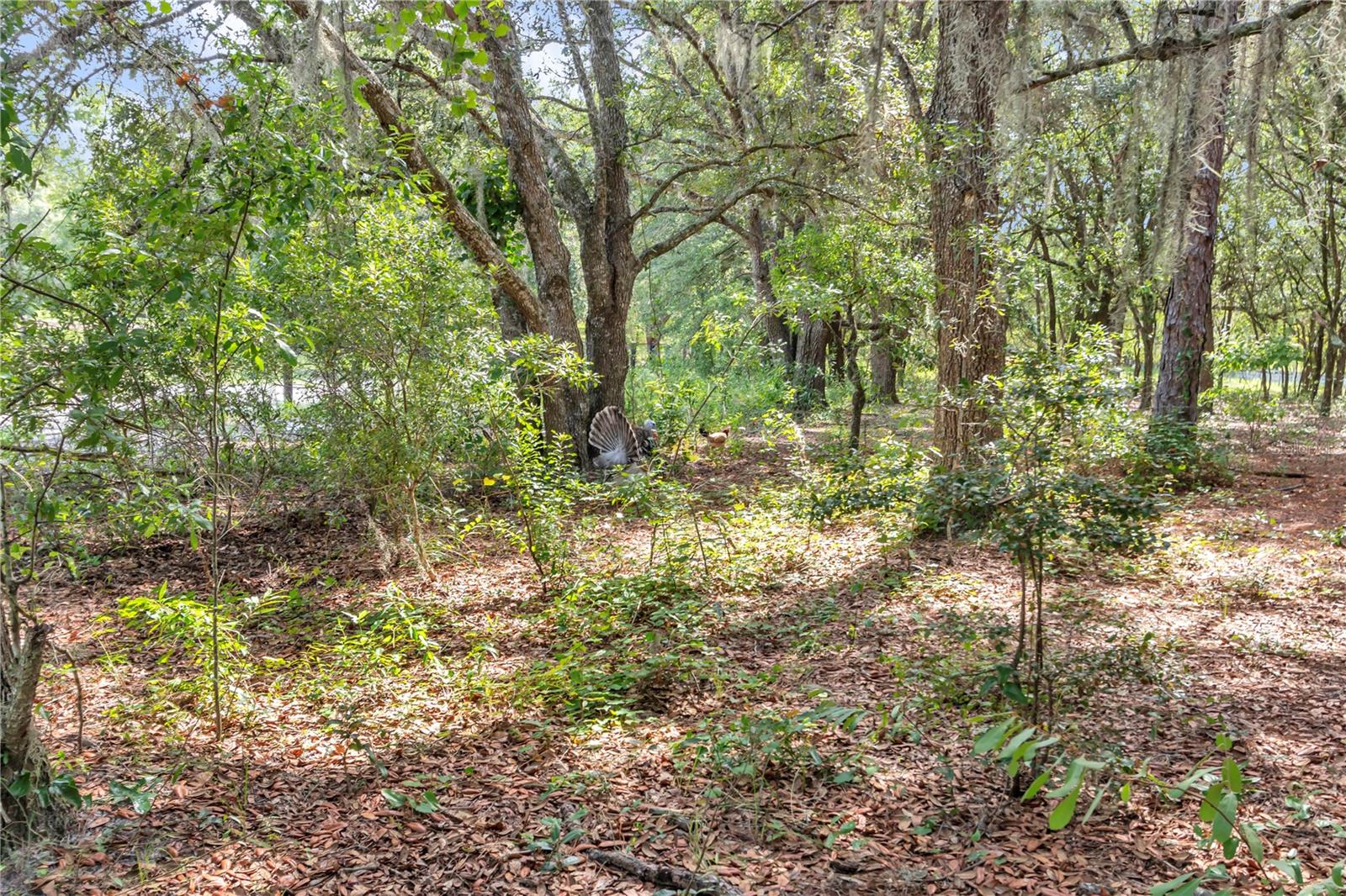 Listing photo id 45 for 11151 30th Street