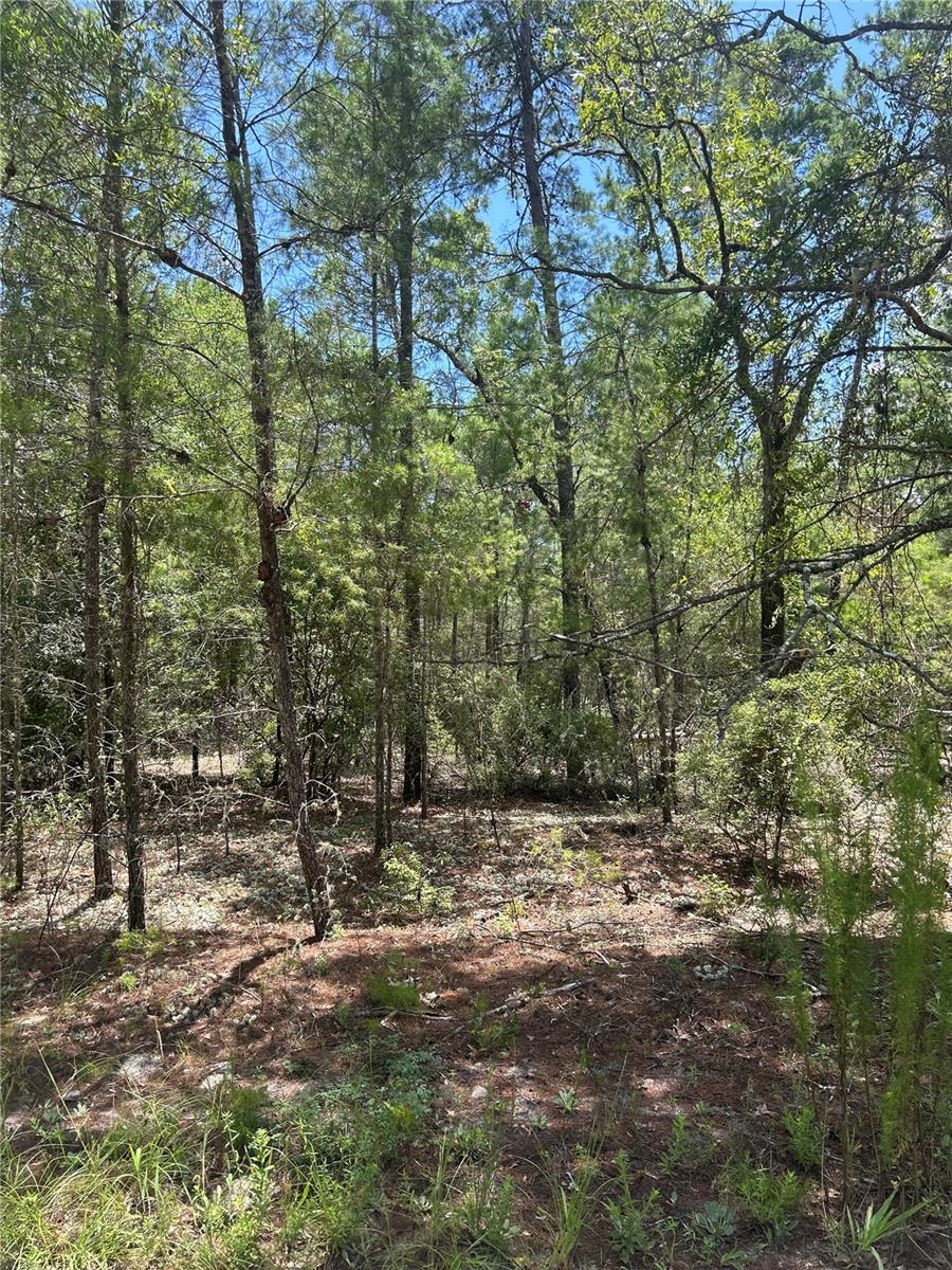Details for 121 Pear Street, WELAKA, FL 32193