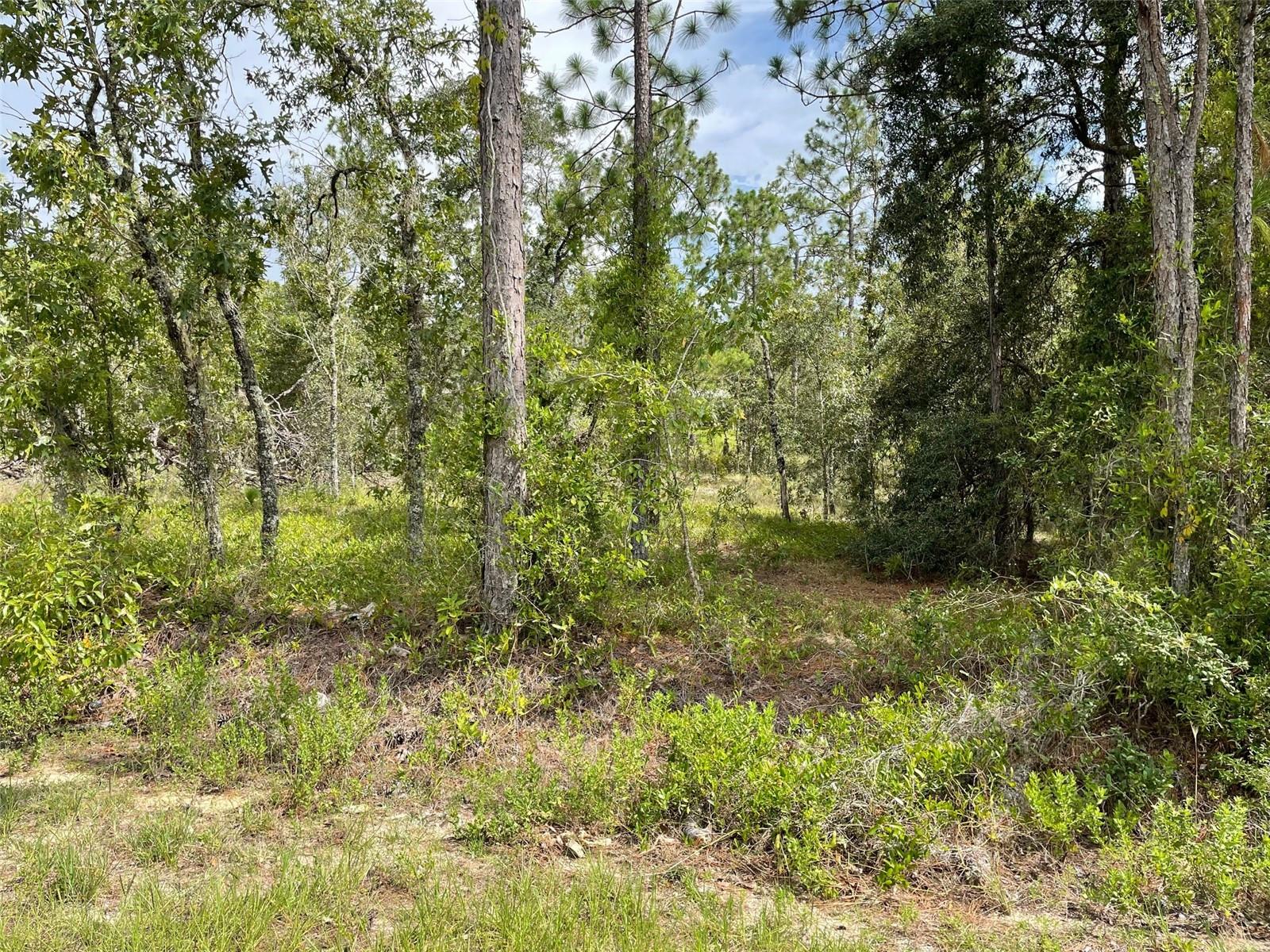Listing photo id 1 for Lot 18 Geranium Avenue